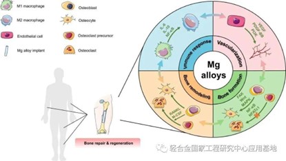 鎂科研：鎂合金骨愈合機制的研究進展